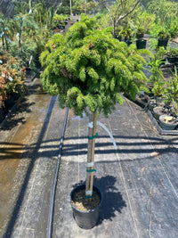 Thumbnail for Picea abies 'Little Gem' Dwarf Norway Spruce - Maple Ridge Nursery
