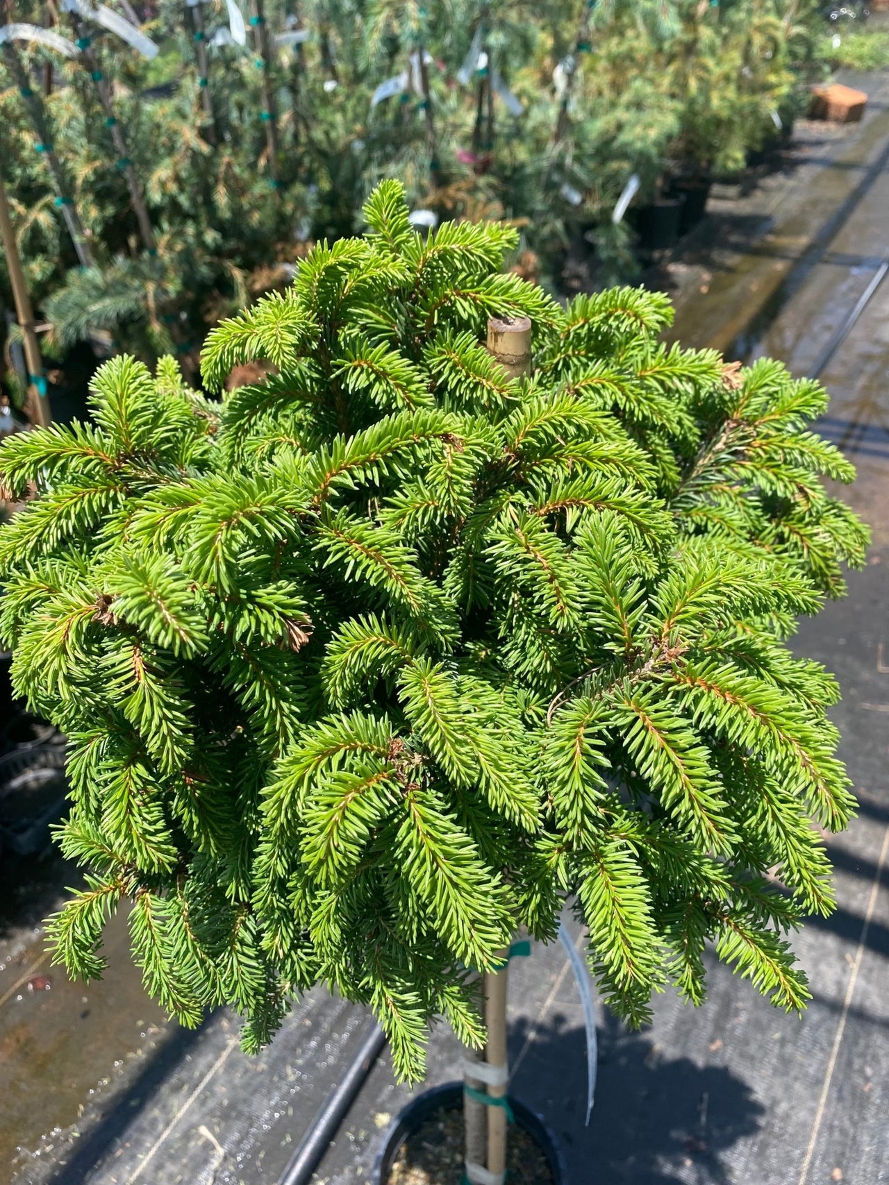 Picea abies 'Little Gem' Dwarf Norway Spruce - Maple Ridge Nursery