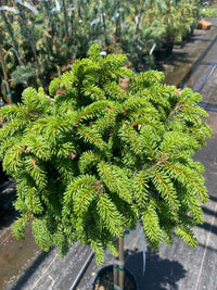 Thumbnail for Picea abies 'Little Gem' Dwarf Norway Spruce - Maple Ridge Nursery