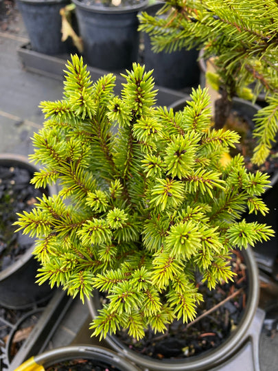 Picea abies 'Novy dvur' – Maple Ridge Nursery