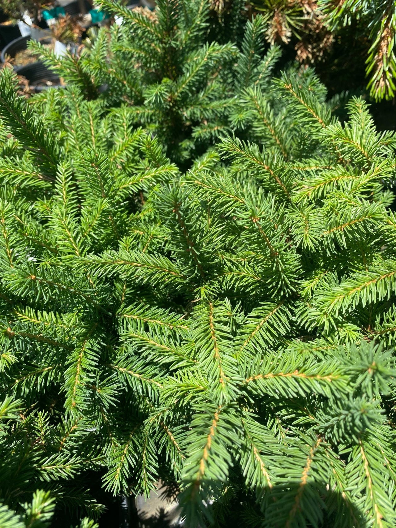 Picea abies 'Pumila' - Maple Ridge Nursery
