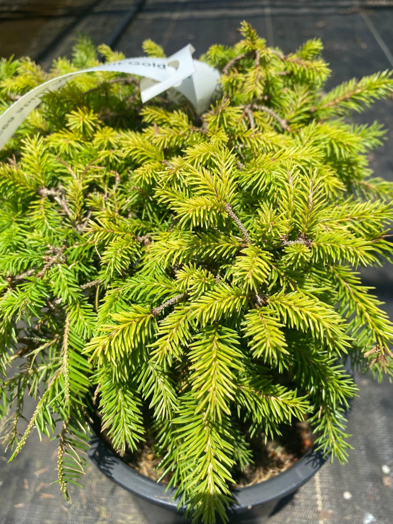 Picea abies 'Vermont Gold' - Maple Ridge Nursery