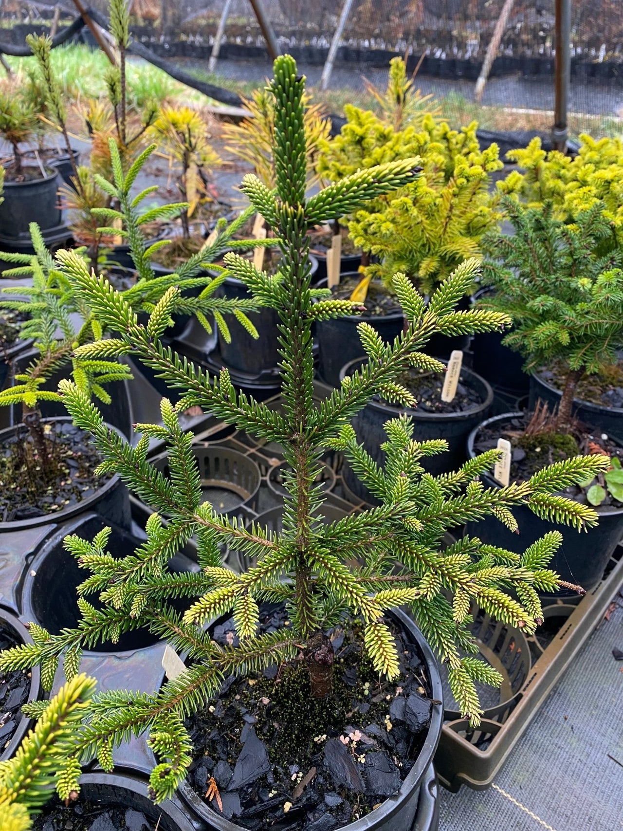 Picea orientalis 'Sky one' - Maple Ridge Nursery
