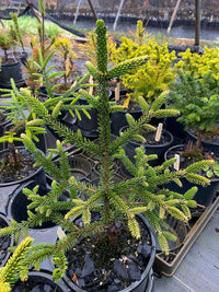 Thumbnail for Picea orientalis 'Sky one' - Maple Ridge Nursery