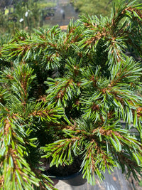 Thumbnail for Pinus parviflora 'Billie' Japanese White Pine - Maple Ridge Nursery