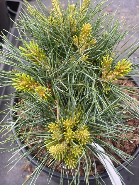 Pinus parviflora 'Catherine Elizabeth' Dwarf Japanese White Pine - Maple Ridge Nursery