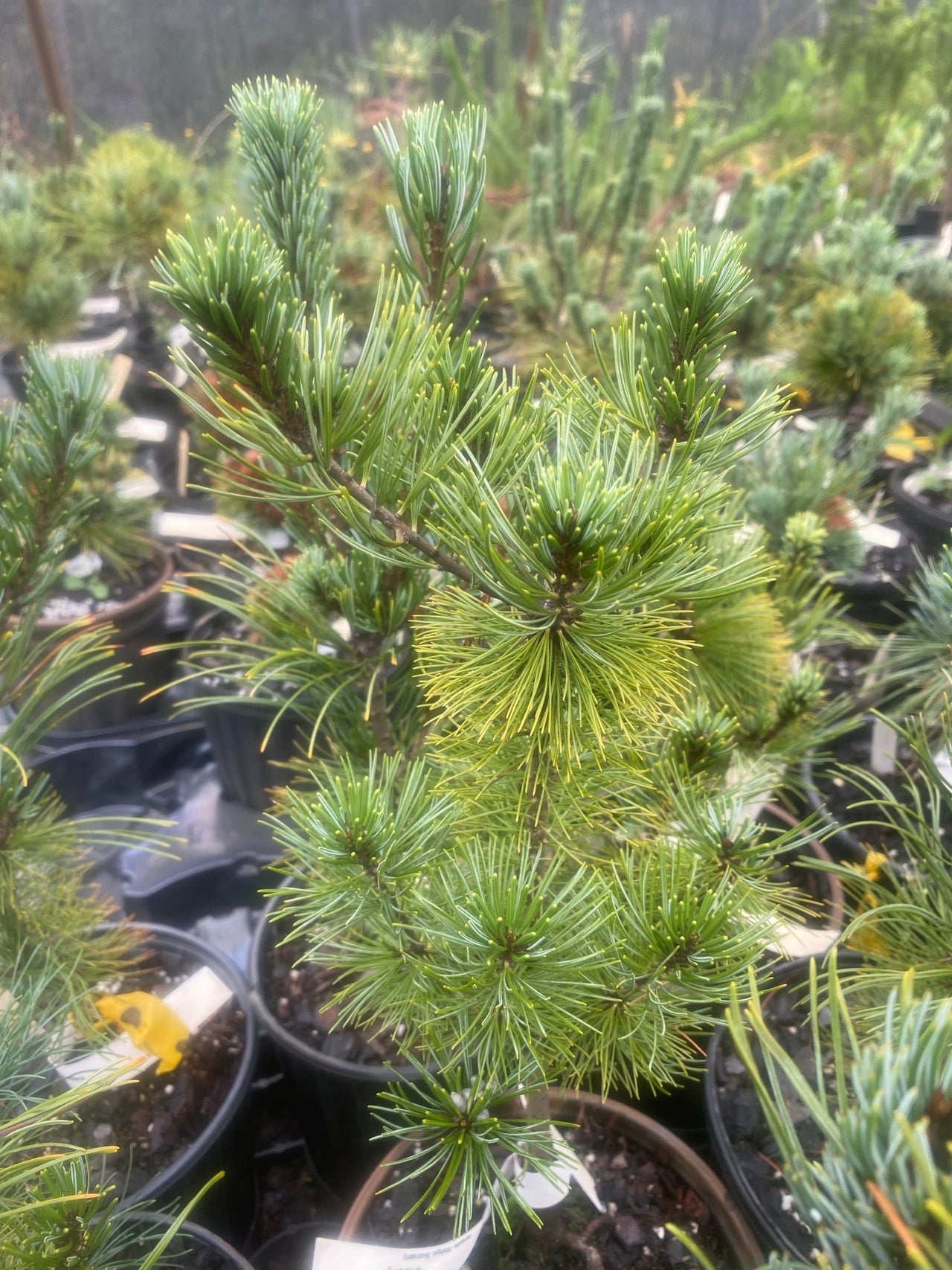 Pinus parviflora 'Cleary' Japanese White Pine - Maple Ridge Nursery