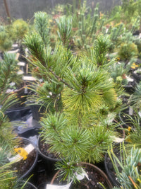 Thumbnail for Pinus parviflora 'Cleary' Japanese White Pine - Maple Ridge Nursery