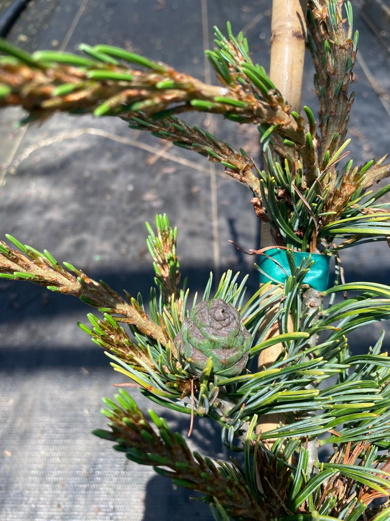 Pinus parviflora 'Fukai' Japanese White Pine - Maple Ridge Nursery