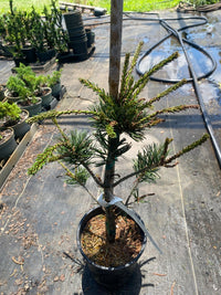 Thumbnail for Pinus parviflora 'Hime goyo matsu' - Maple Ridge Nursery