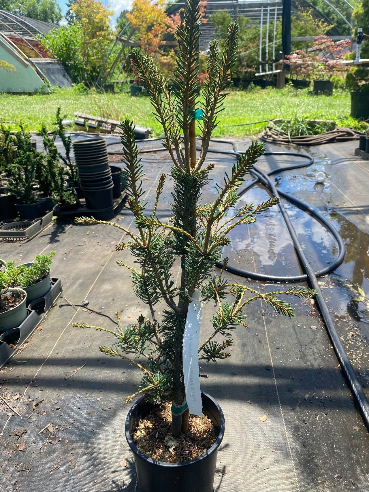 Pinus parviflora 'Kobe' - Maple Ridge Nursery