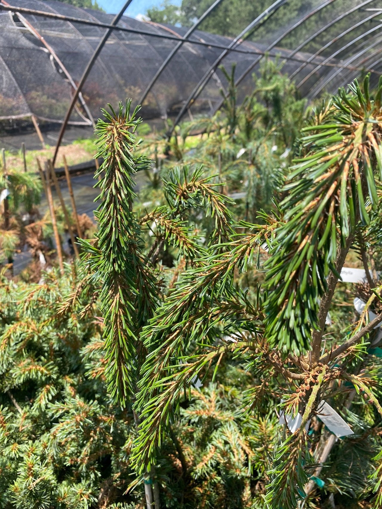 Pinus parviflora 'Nasu' - Maple Ridge Nursery