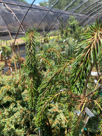 Thumbnail for Pinus parviflora 'Nasu' - Maple Ridge Nursery