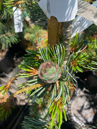 Thumbnail for Pinus parviflora 'Tamayzima' - Maple Ridge Nursery