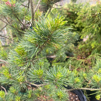Thumbnail for Pinus parviflora 'Tamina no yuki' - Maple Ridge Nursery