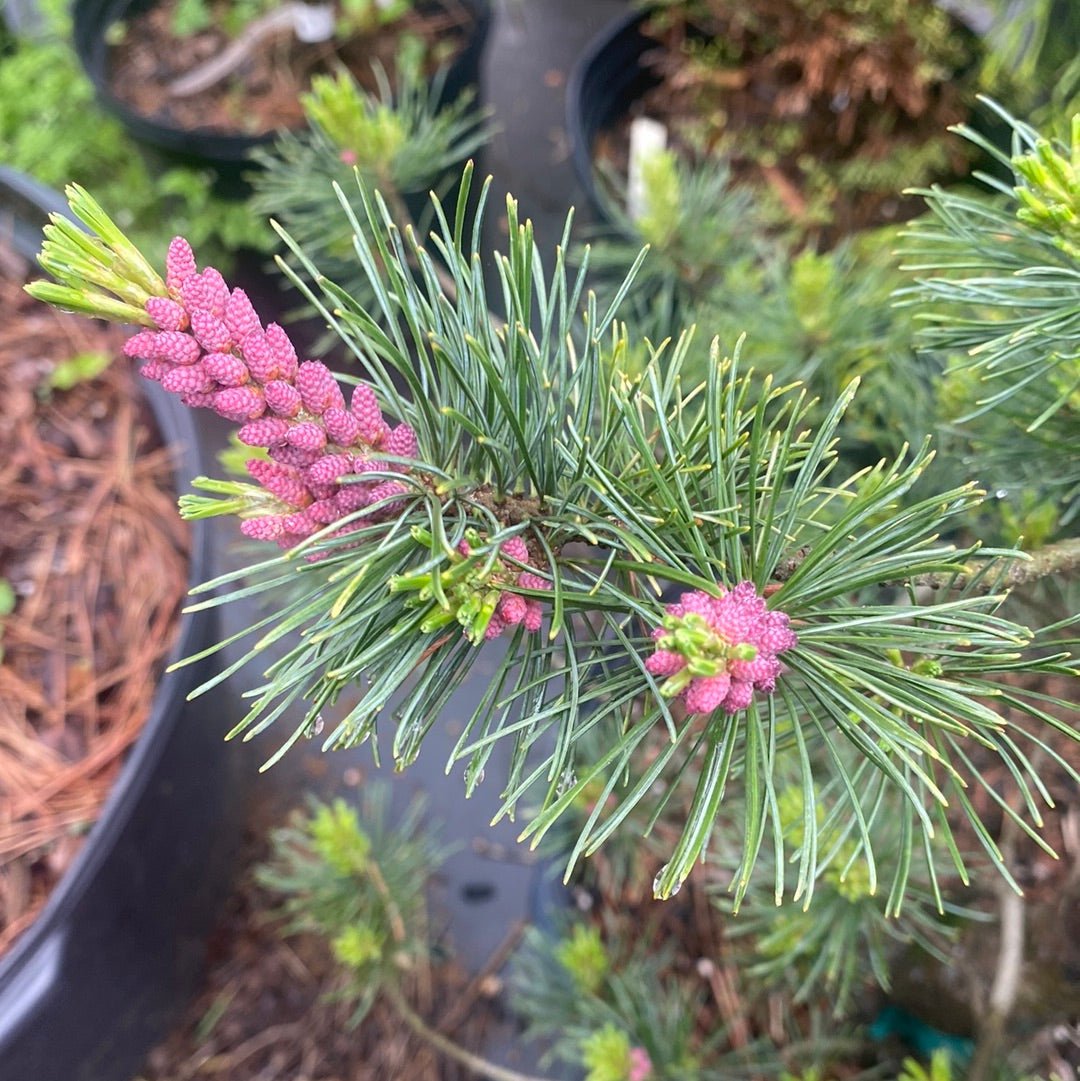 Pinus parviflora 'Tamina no yuki' - Maple Ridge Nursery
