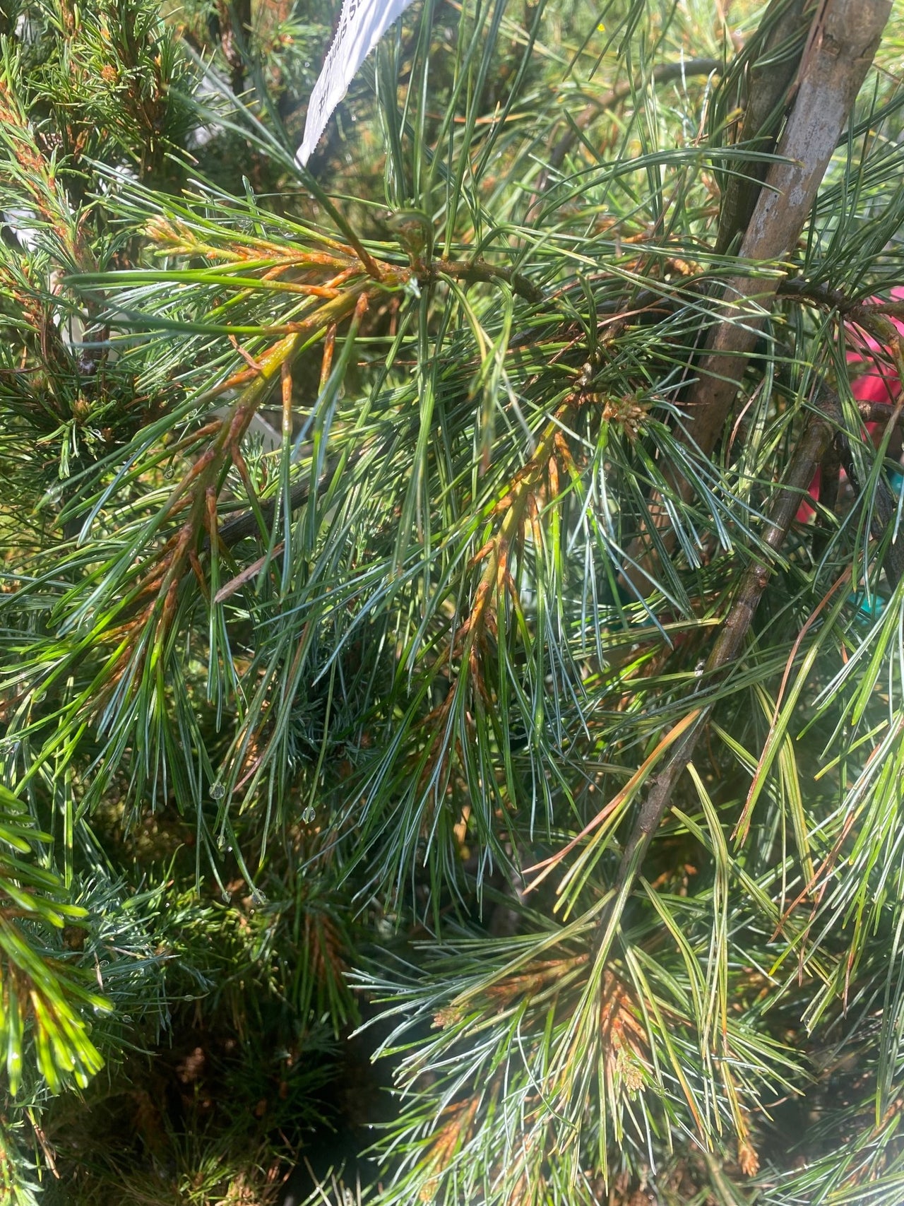 Pinus strobus 'Bob's Whiskers' - Maple Ridge Nursery