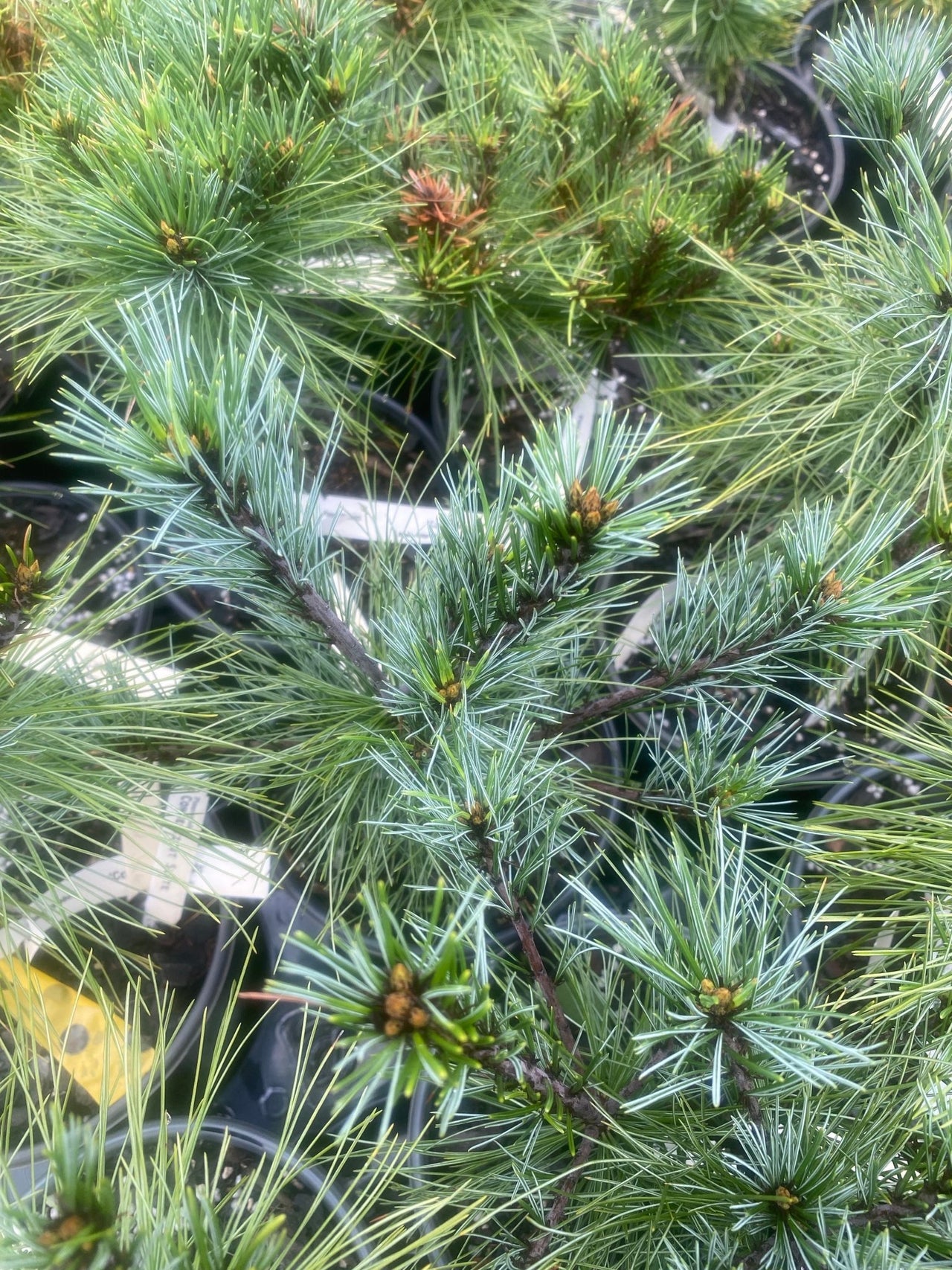 Pinus strobus 'Connecticut Slate' Dwarf Eastern White Pine - Maple Ridge Nursery