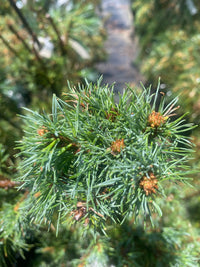 Thumbnail for Pinus strobus 'Diggy' - Maple Ridge Nursery