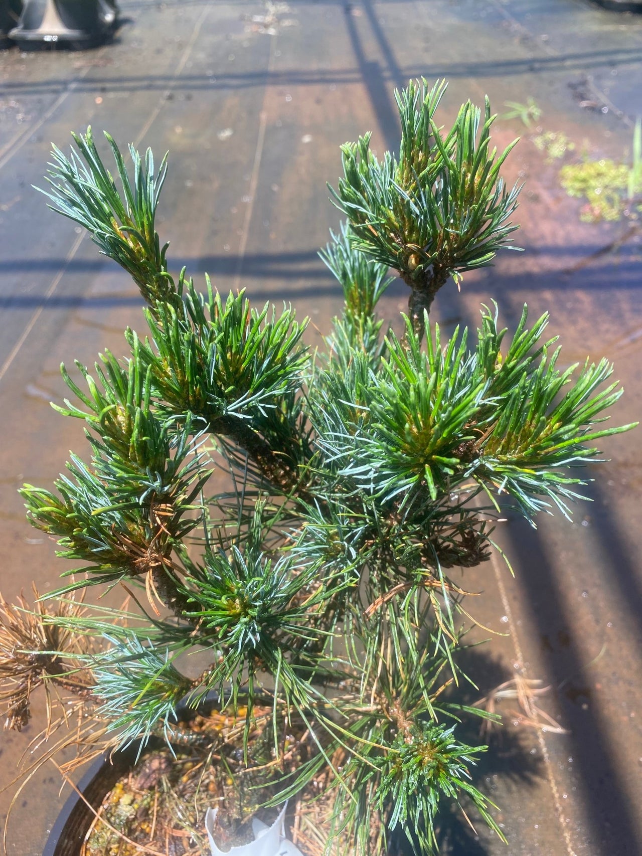 Pinus strobus 'Elf' Eastern White Pine - Maple Ridge Nursery