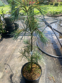 Thumbnail for Pinus strobus 'Fastiagata' - Maple Ridge Nursery