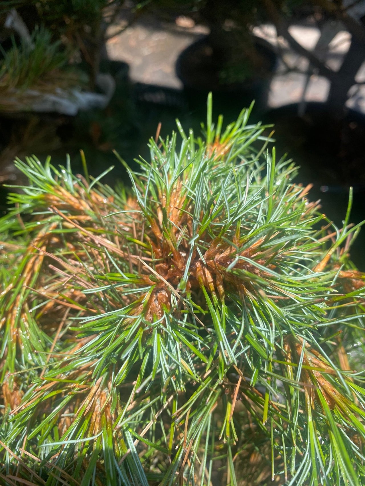 Pinus strobus 'Glauca Nana' - Maple Ridge Nursery