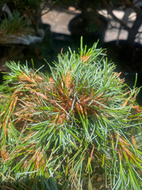 Thumbnail for Pinus strobus 'Glauca Nana' - Maple Ridge Nursery