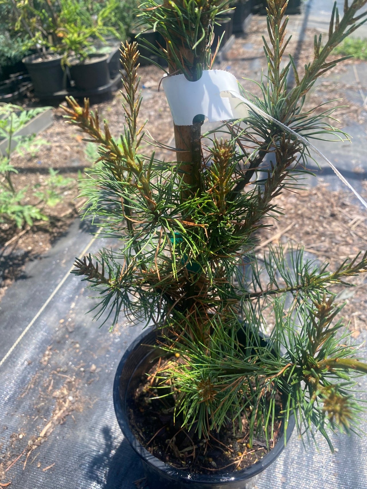Pinus strobus 'Hillside Gem' - Maple Ridge Nursery
