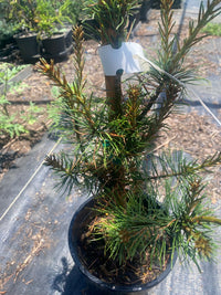Thumbnail for Pinus strobus 'Hillside Gem' - Maple Ridge Nursery
