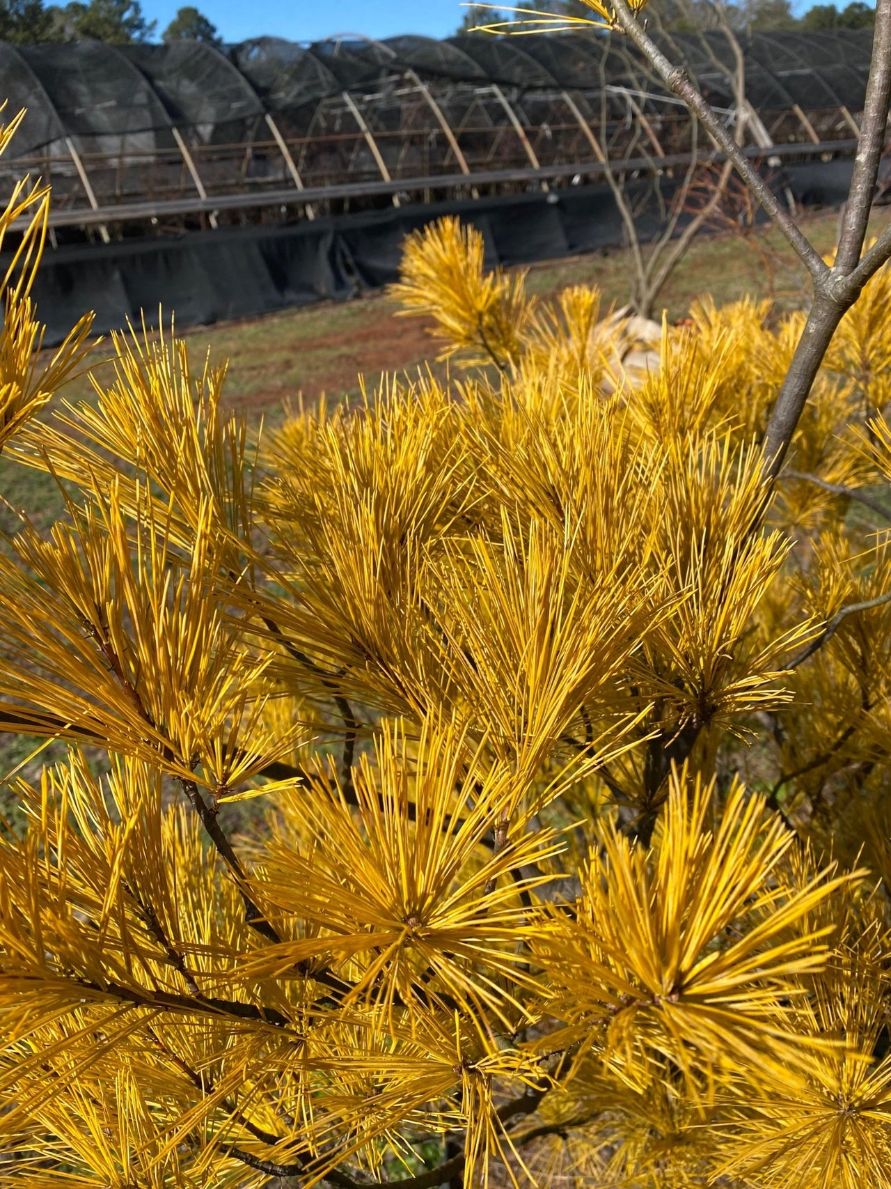 Pinus strobus 'Hillside Winter Gold' Golden Eastern White Pine - Maple Ridge Nursery