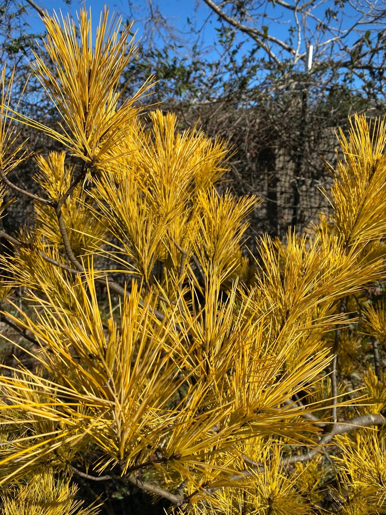 Pinus strobus 'Hillside Winter Gold' Golden Eastern White Pine - Maple Ridge Nursery