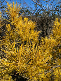 Thumbnail for Pinus strobus 'Hillside Winter Gold' Golden Eastern White Pine - Maple Ridge Nursery