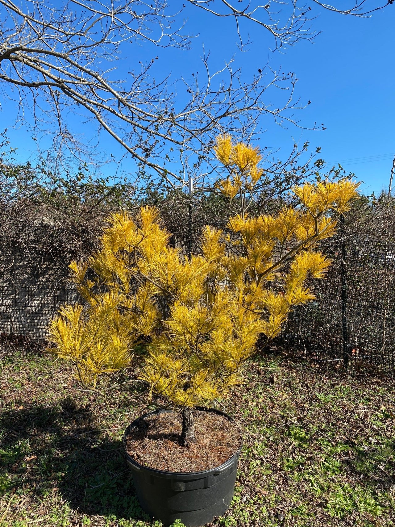 Pinus strobus 'Hillside Winter Gold' Golden Eastern White Pine - Maple Ridge Nursery