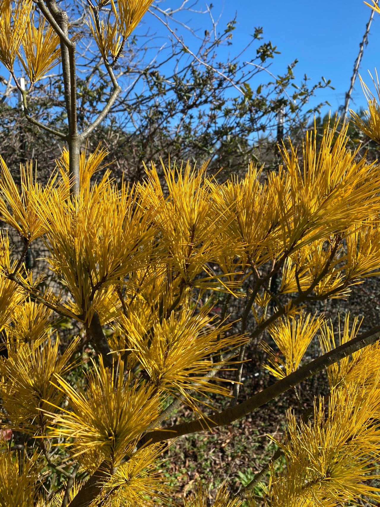 Pinus strobus 'Hillside Winter Gold' Golden Eastern White Pine - Maple Ridge Nursery
