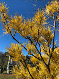 Thumbnail for Pinus strobus 'Hillside Winter Gold' Golden Eastern White Pine - Maple Ridge Nursery