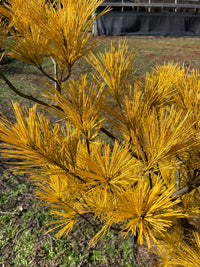 Thumbnail for Pinus strobus 'Hillside Winter Gold' Golden Eastern White Pine - Maple Ridge Nursery