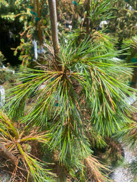 Thumbnail for Pinus strobus 'Louie' Eastern White Pine - Maple Ridge Nursery