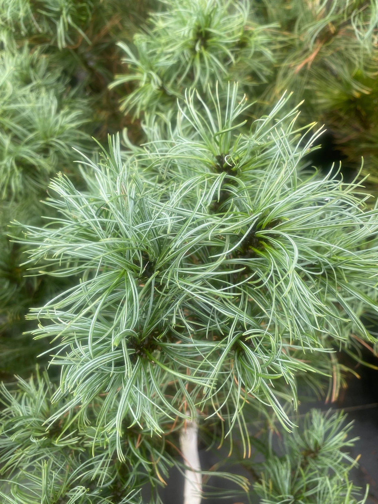 Pinus strobus 'Mini Twist' Twisted Eastern White Pine - Maple Ridge Nursery