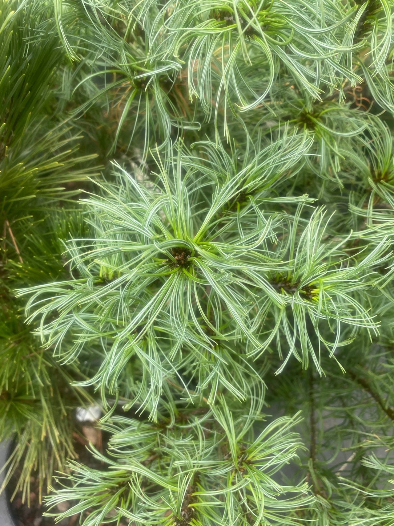 Pinus strobus 'Mini Twist' Twisted Eastern White Pine - Maple Ridge Nursery