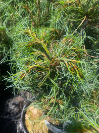 Thumbnail for Pinus strobus 'Mini Twist' Twisted Eastern White Pine - Maple Ridge Nursery