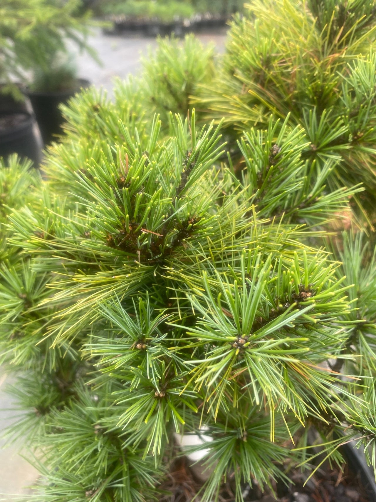 Pinus strobus 'Minima' Dwarf Eastern White Pine - Maple Ridge Nursery