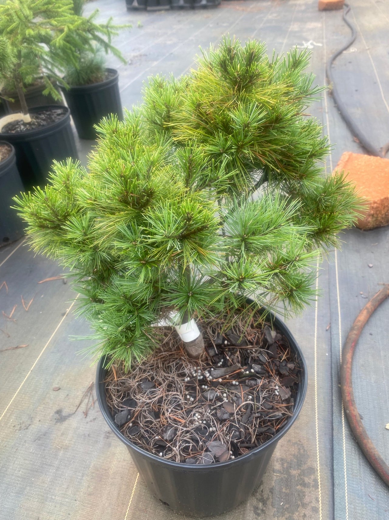 Pinus strobus 'Minima' Dwarf Eastern White Pine - Maple Ridge Nursery