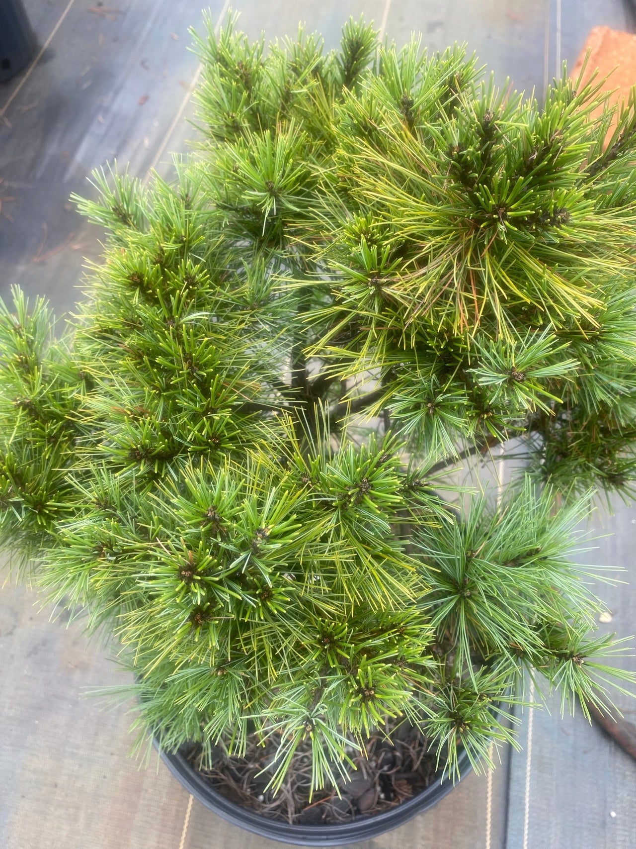 Pinus strobus 'Minima' Dwarf Eastern White Pine - Maple Ridge Nursery