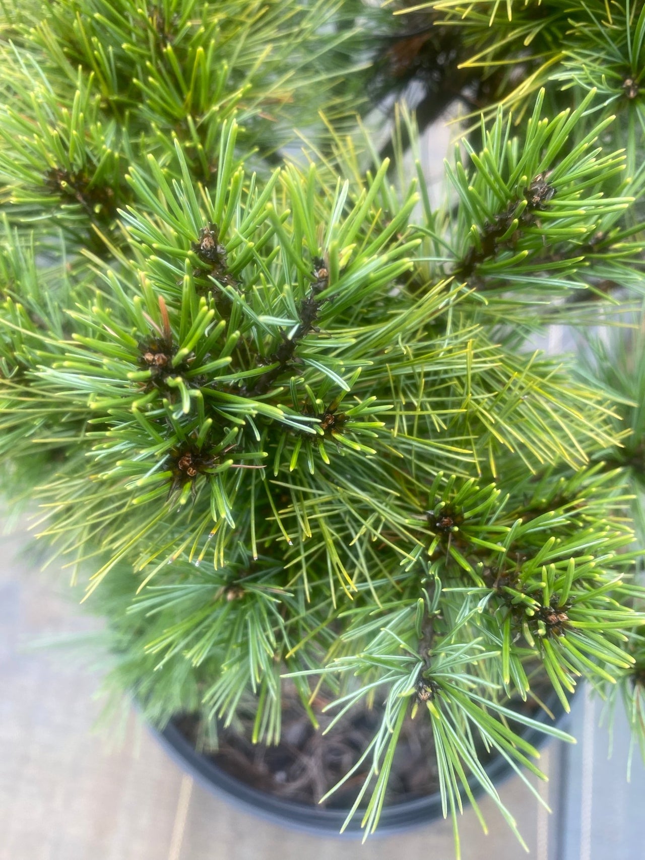 Pinus strobus 'Minima' Dwarf Eastern White Pine - Maple Ridge Nursery