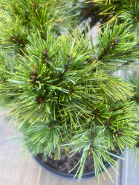 Thumbnail for Pinus strobus 'Minima' Dwarf Eastern White Pine - Maple Ridge Nursery