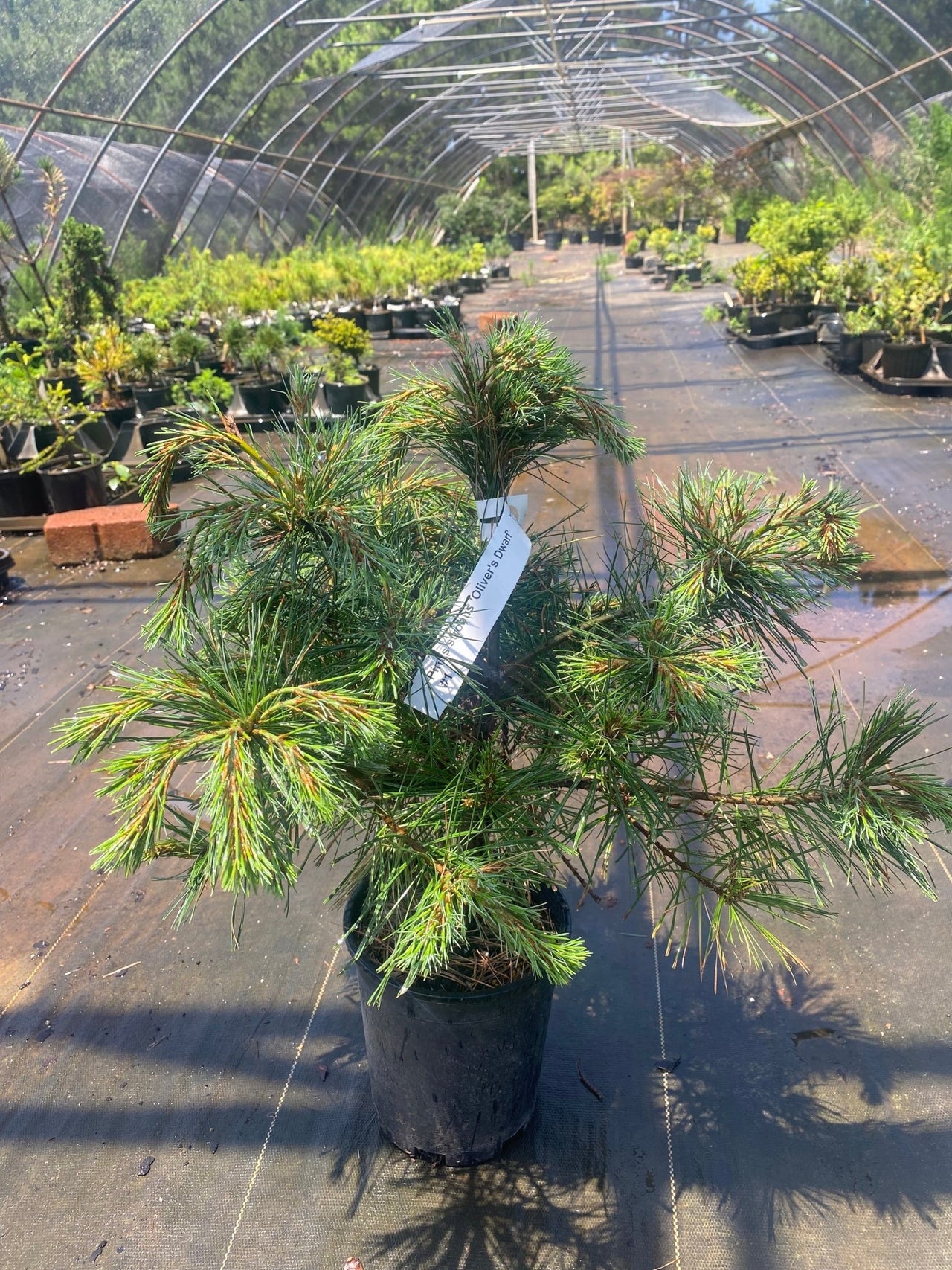 Pinus strobus 'Oliver's Dwarf' - Maple Ridge Nursery