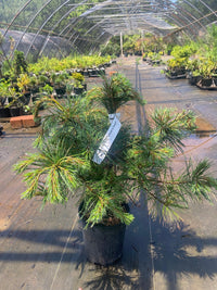 Thumbnail for Pinus strobus 'Oliver's Dwarf' - Maple Ridge Nursery