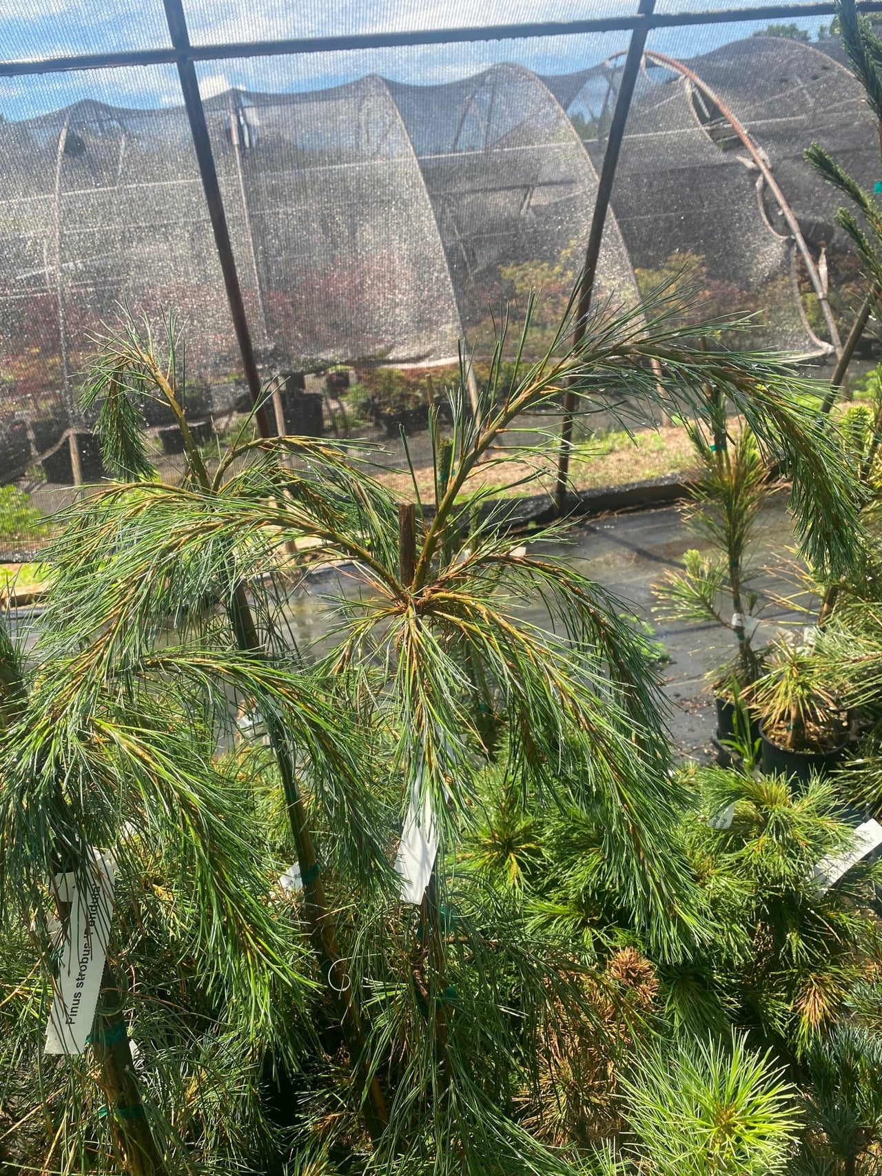 Pinus strobus 'Pendula' Weeping Eastern White Pine - Maple Ridge Nursery