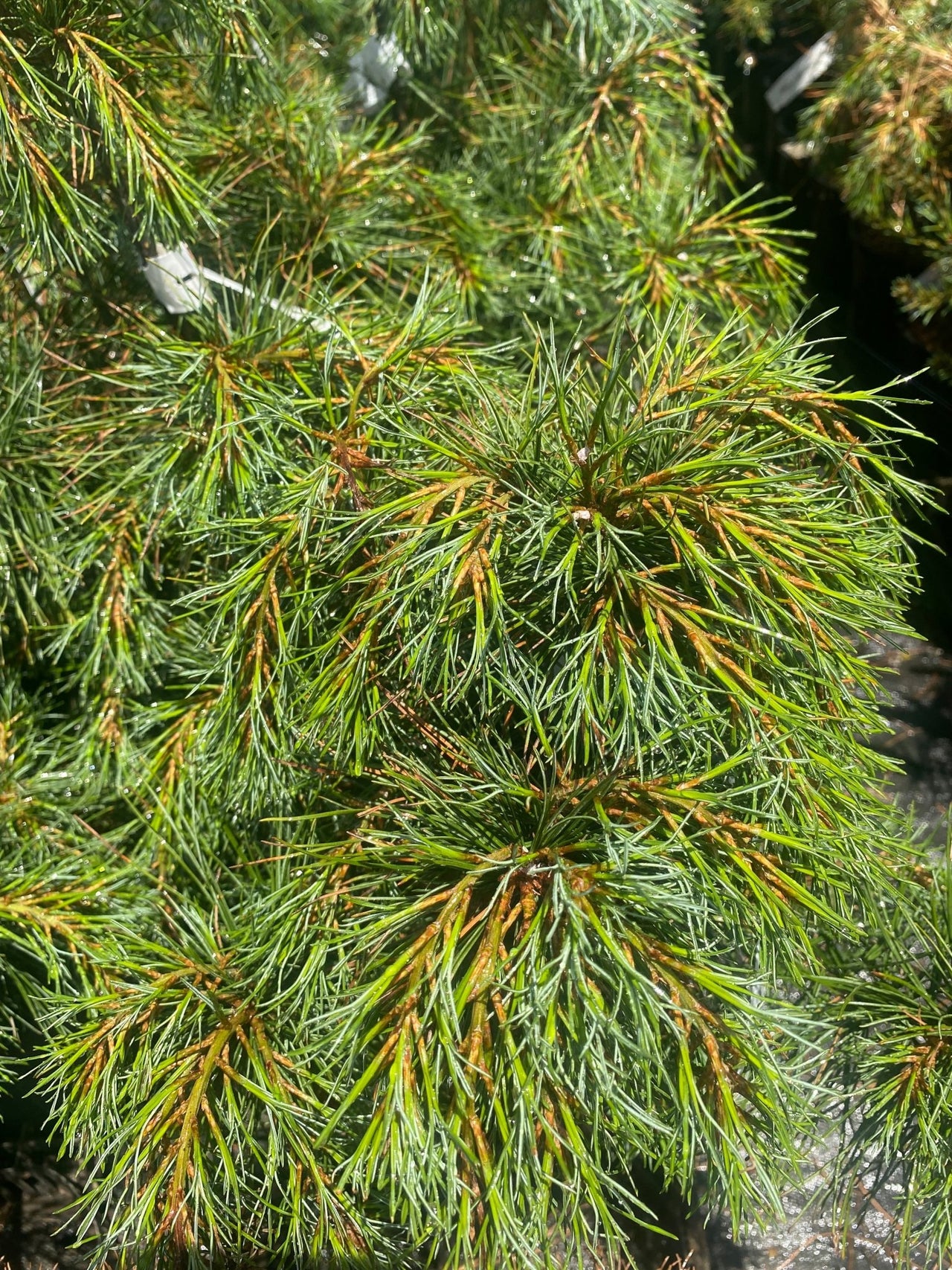 Pinus strobus 'Reed's Point' - Maple Ridge Nursery