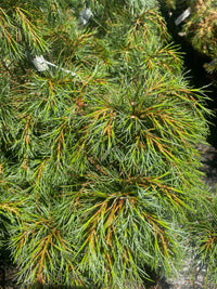 Thumbnail for Pinus strobus 'Reed's Point' - Maple Ridge Nursery